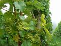 Vines, Sharpham Estate P1120525